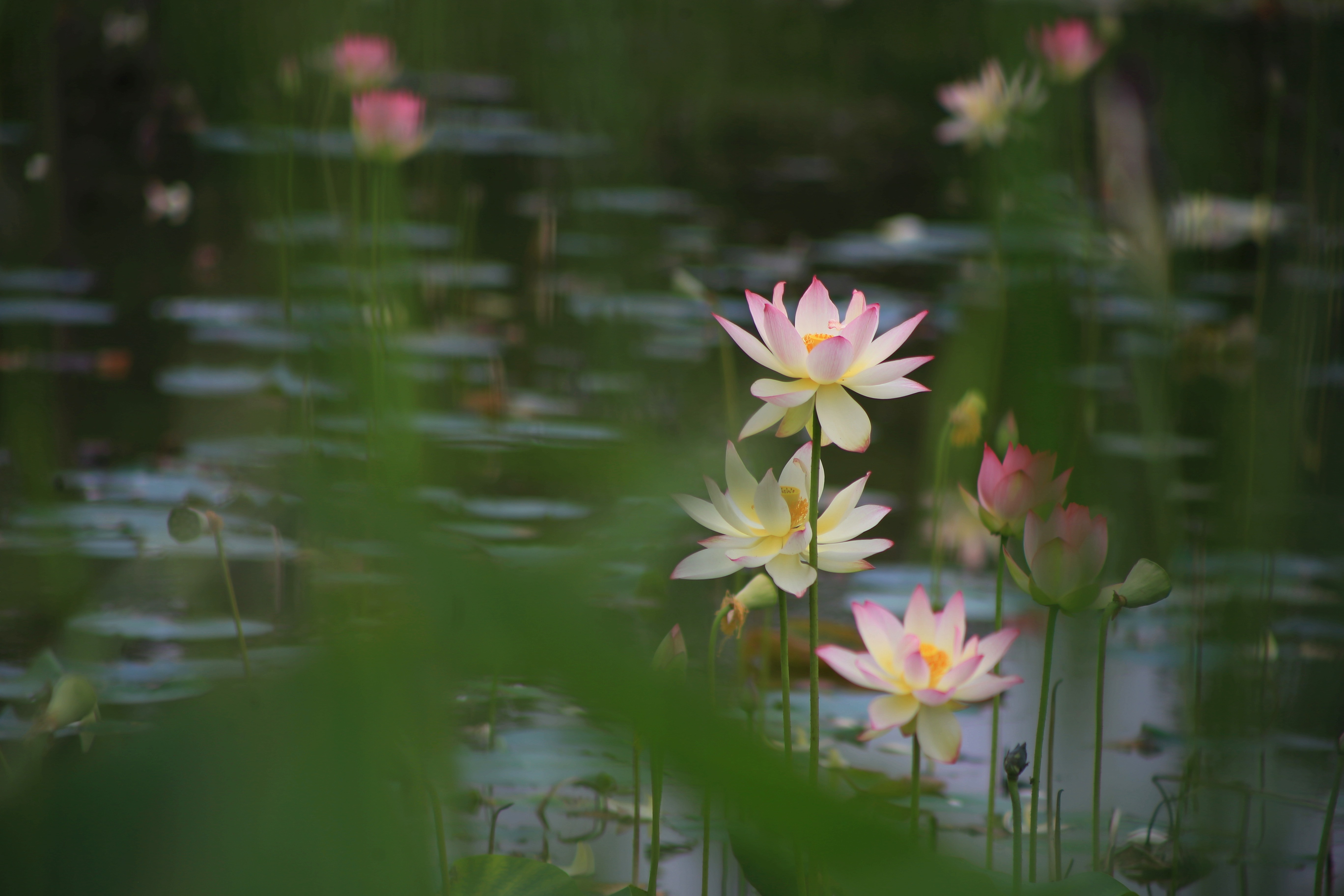 夏日里的那一抹“虹”